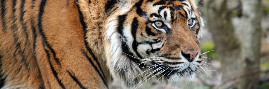 紅虎💀💕 banner