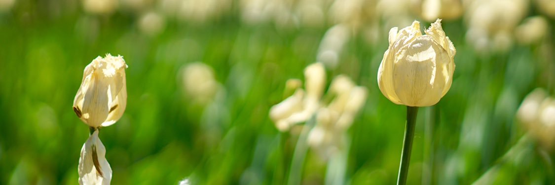 Notard's profile banner image