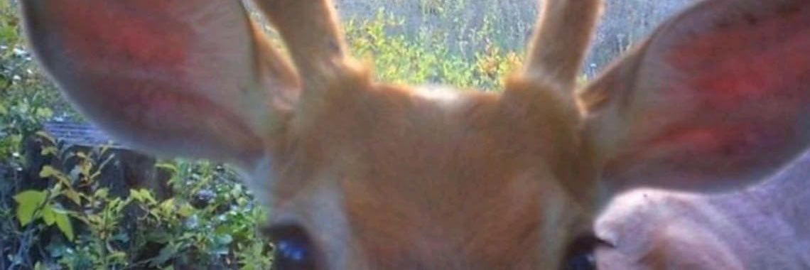 celestialtatum's profile banner image