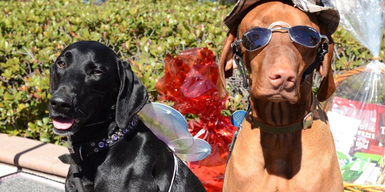 TopDogBarkery's profile banner image