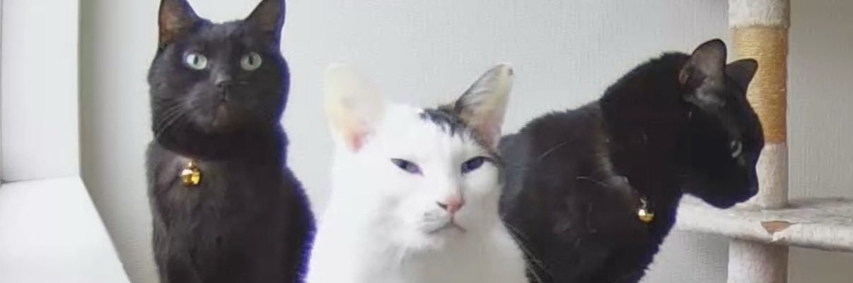 ねこNoel🐈‍⬛🐈🐈‍⬛🐾🌻🍇🐶 banner