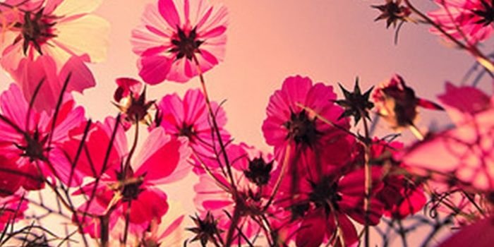 friestantya's profile banner image
