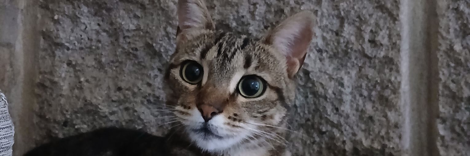 NareMarquez's profile banner image