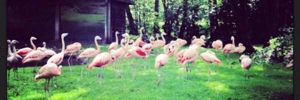 Lienvdm Profile Banner