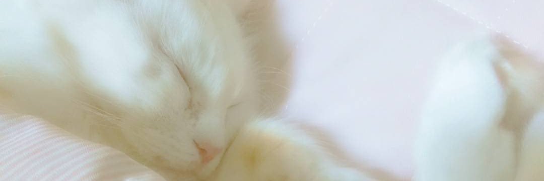 ビスケット banner