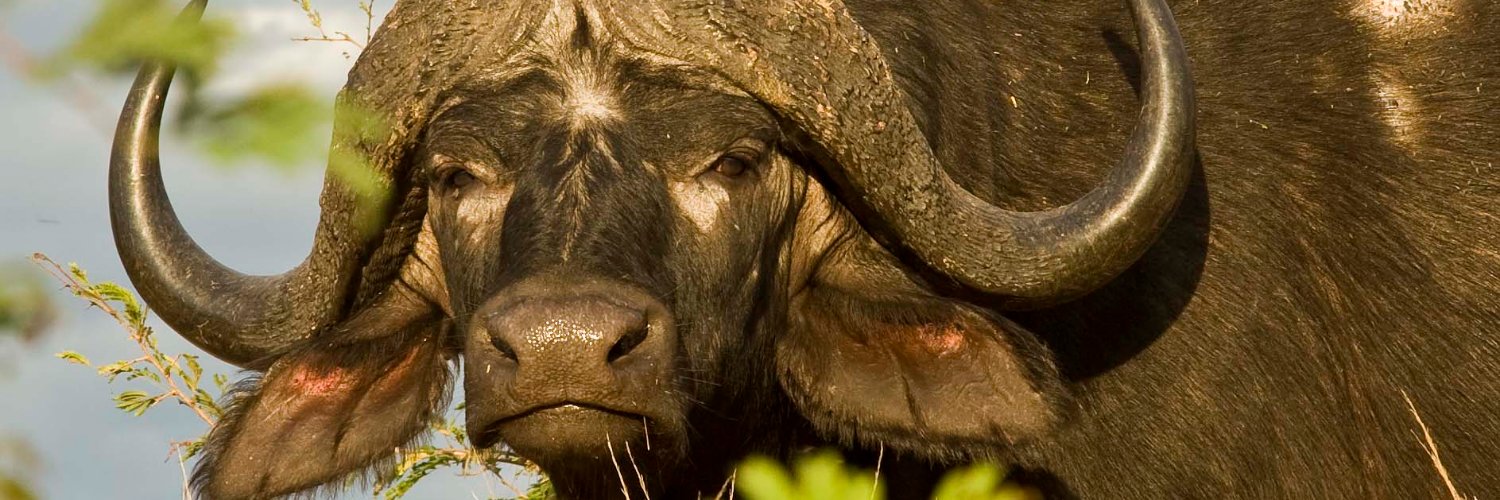 OP Vets at UP banner