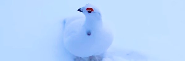 Bell_Epoque Profile Banner