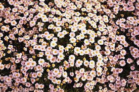 DevaniSalsabil1's profile banner image