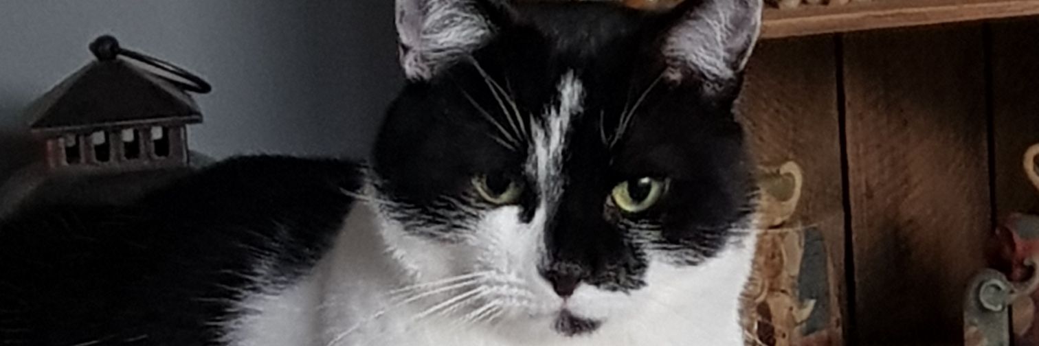 OldLadyJ's profile banner image