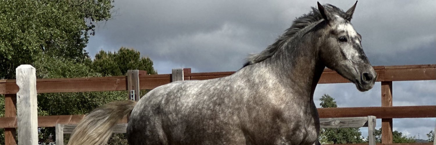 equineintern's profile banner image