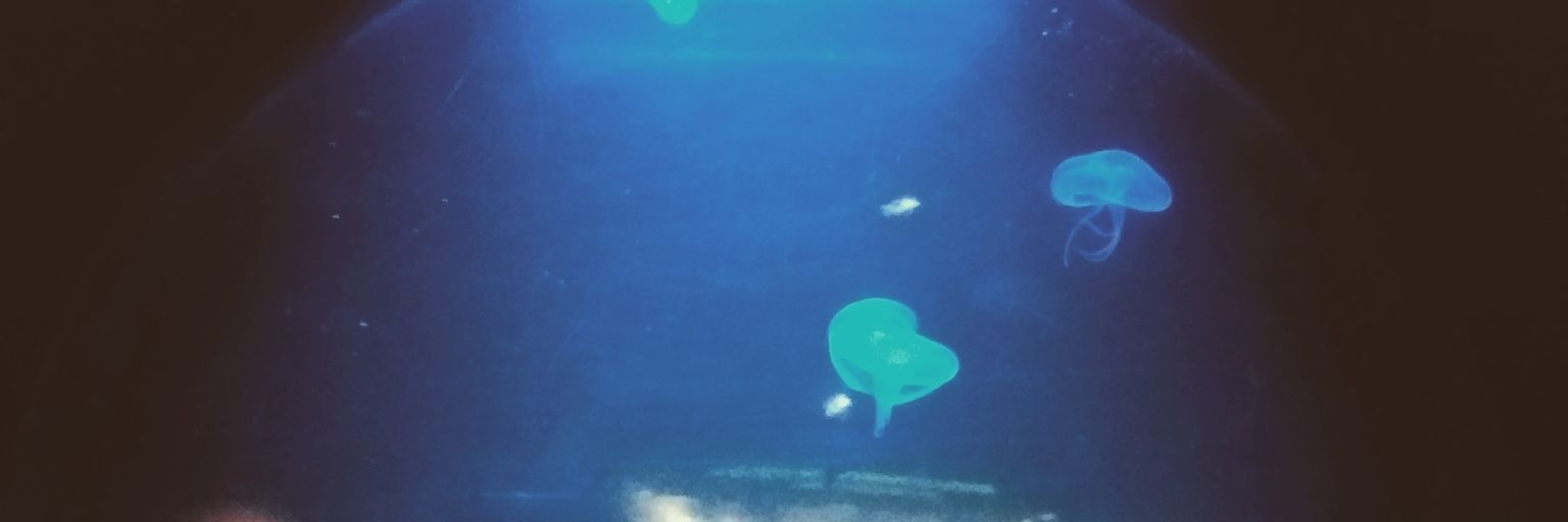 esponji25's profile banner image