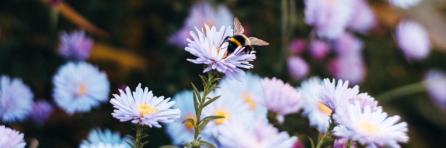 PerpetualPollen banner