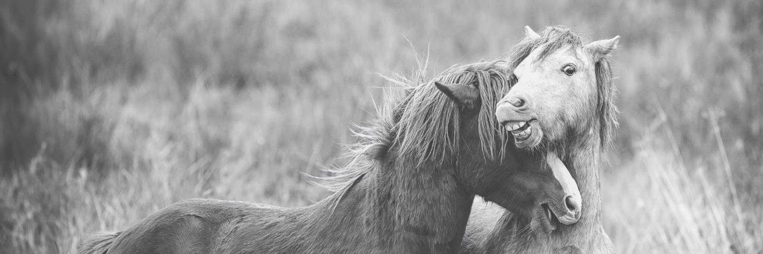 Heather Louise banner