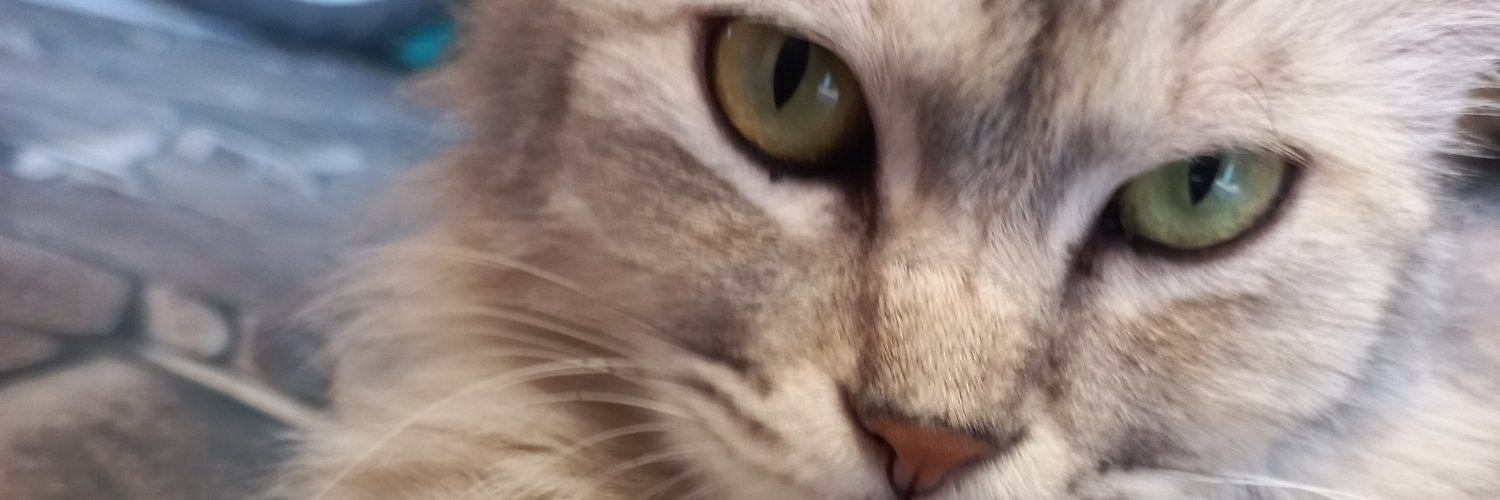 ddderisss's profile banner image