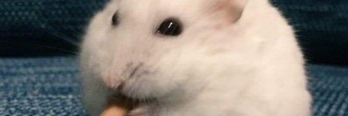 FroiChicken's profile banner image