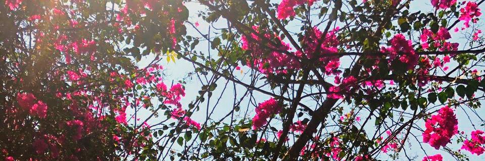 dirghamehta's profile banner image