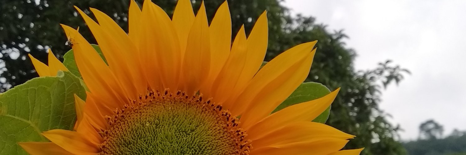 dzakyRCS's profile banner image