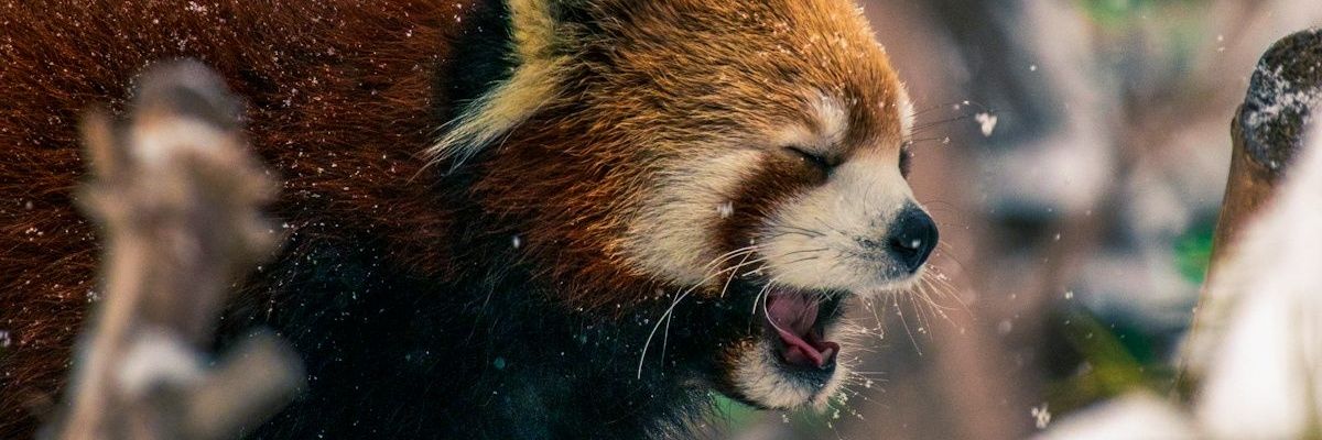 리암 관리 실패한 몰볼싹 banner