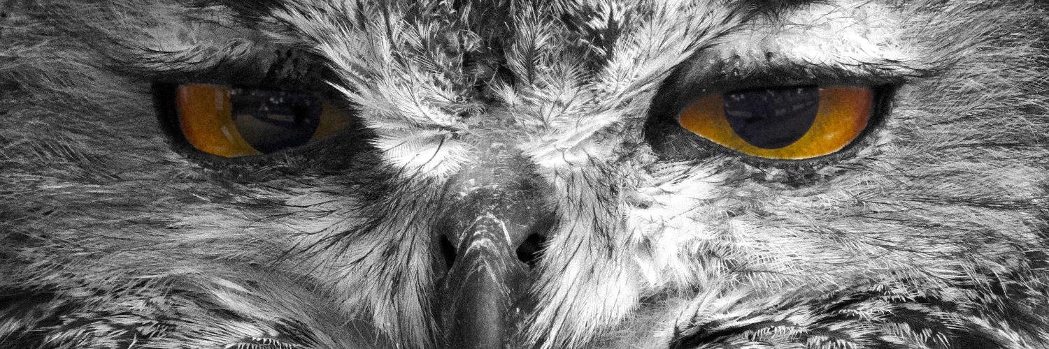 nuttybikerchick's profile banner image