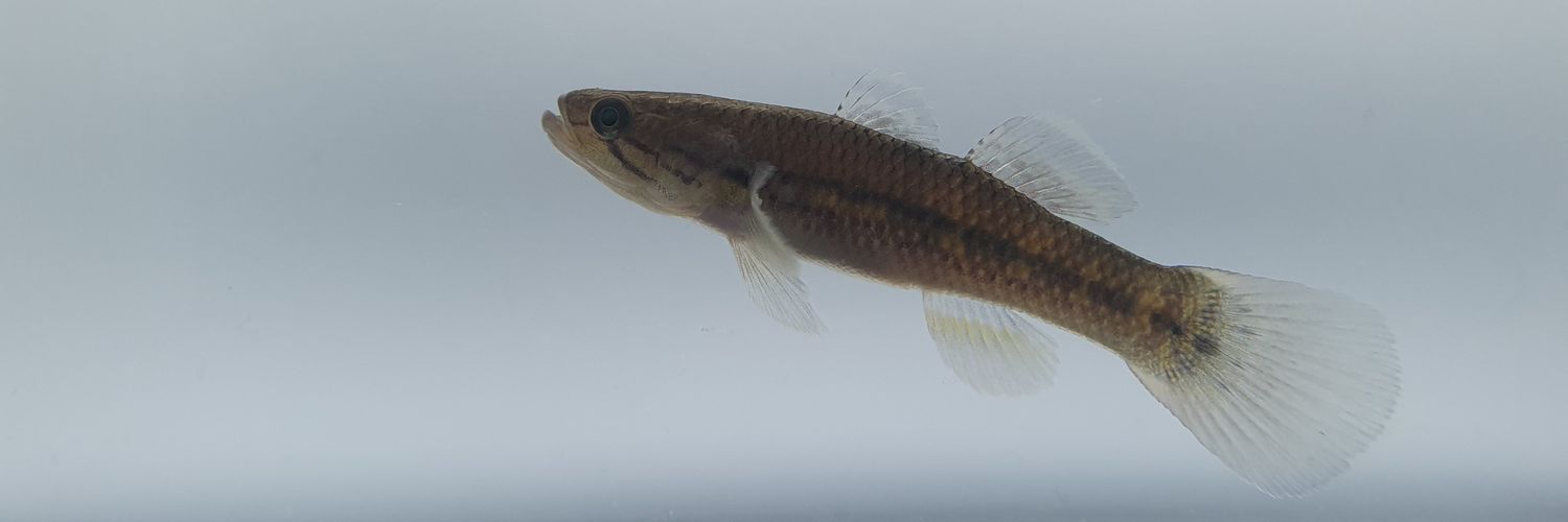 Kiki Azzám banner