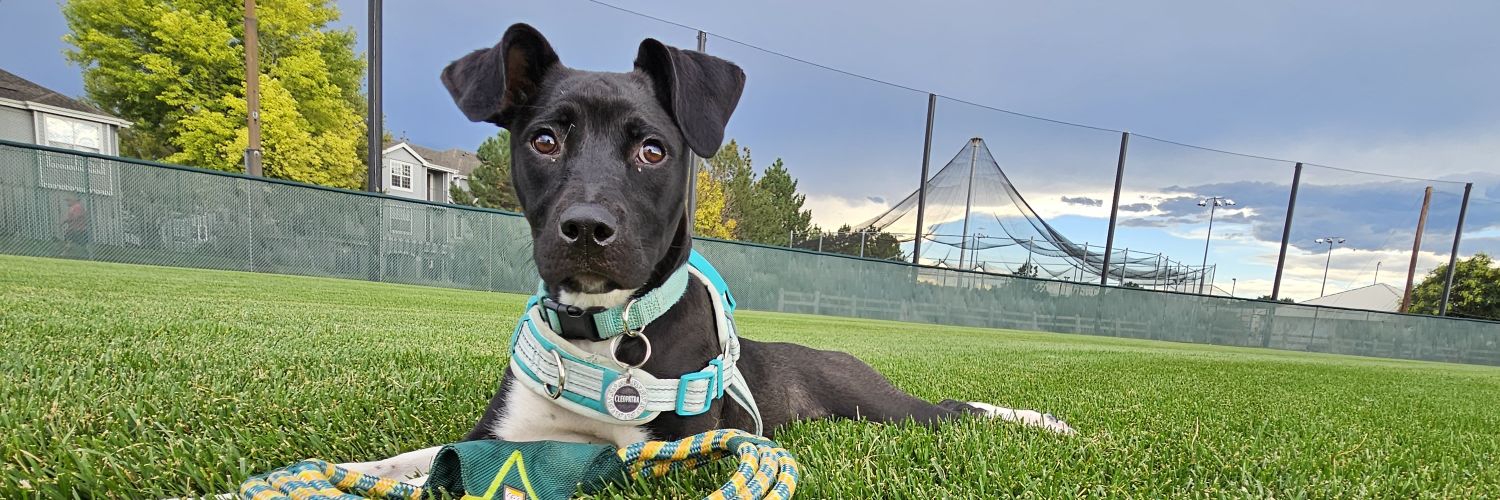 Centennial Sports! banner