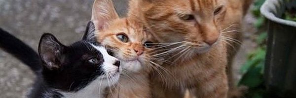 gatos_en Profile Banner