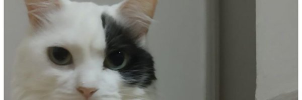 silviamacedo00 Profile Banner