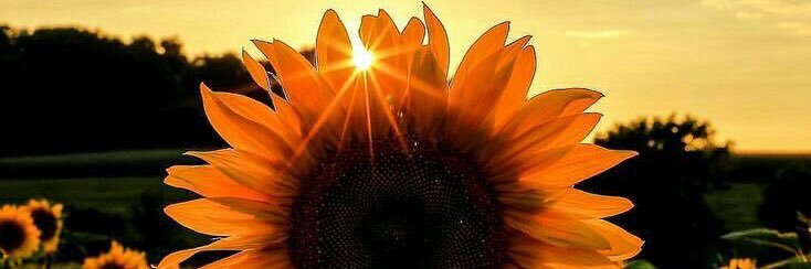 Savannah Mixson banner