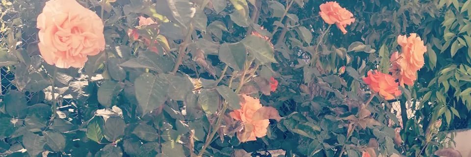 ChloeEmmano's profile banner image