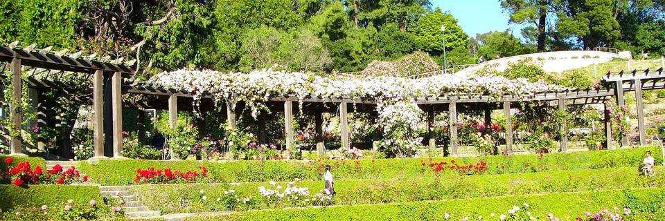 Mr. Naturalism (The Antichrist Unicorn) banner