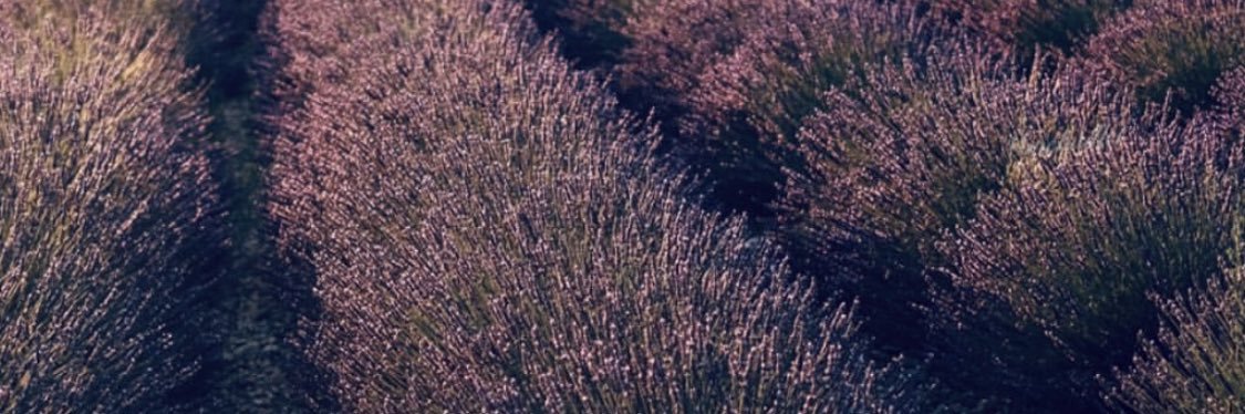vernicava's profile banner image