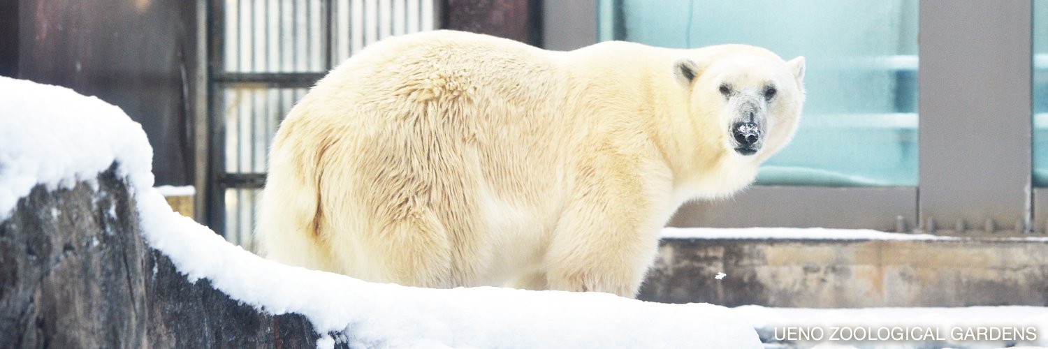 上野動物園［公式］'s banner