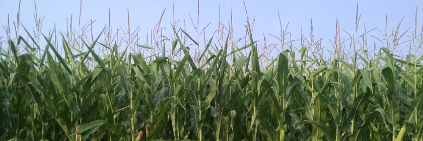 Collin Peterson banner