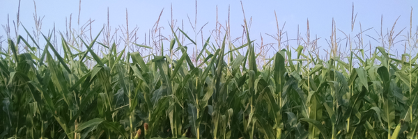 collinpeterson Profile Banner