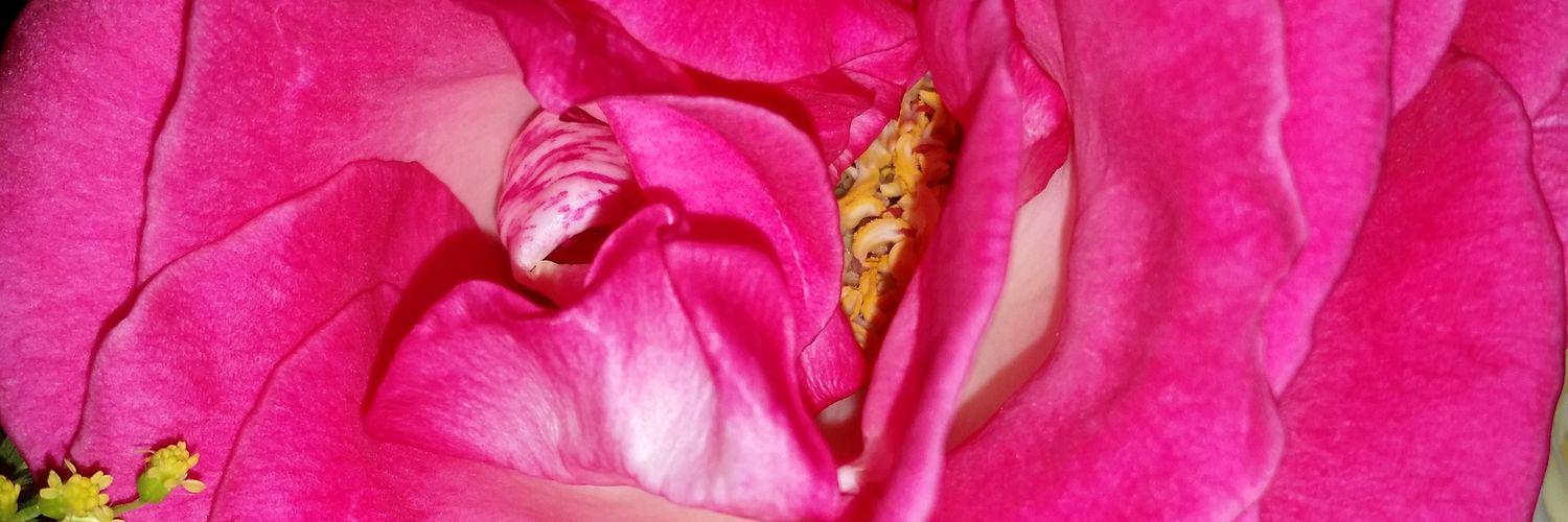 anesca25's profile banner image