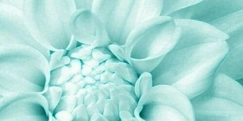 Chanelle Sillifant banner