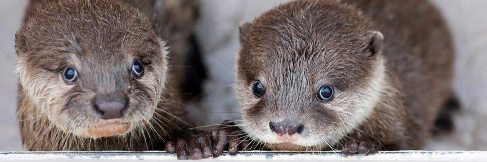 OtterBeginner's profile banner image
