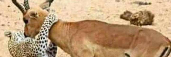 Payamfarid2's profile banner image