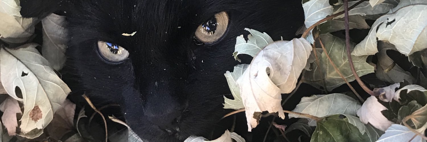 Amyphye's profile banner image