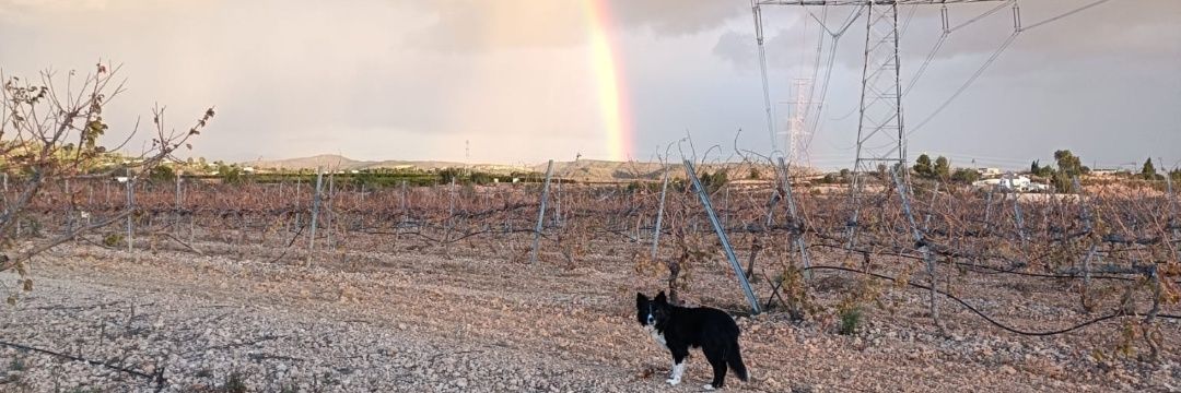 Marc Chermés banner