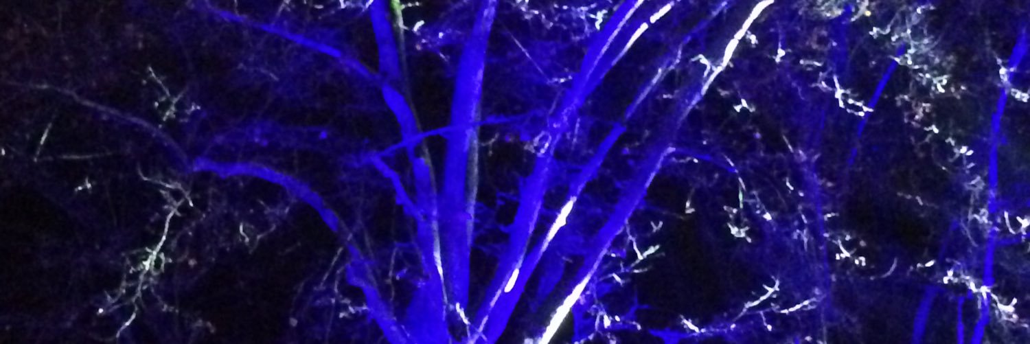 irenevanessen's profile banner image