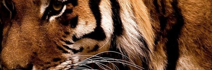 ofhoshl's profile banner image