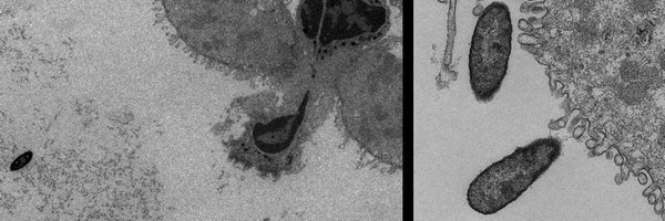 jallen_lab Profile Banner