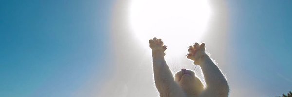 AuraWithCat Profile Banner