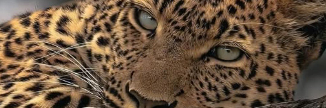 caaroun's profile banner image