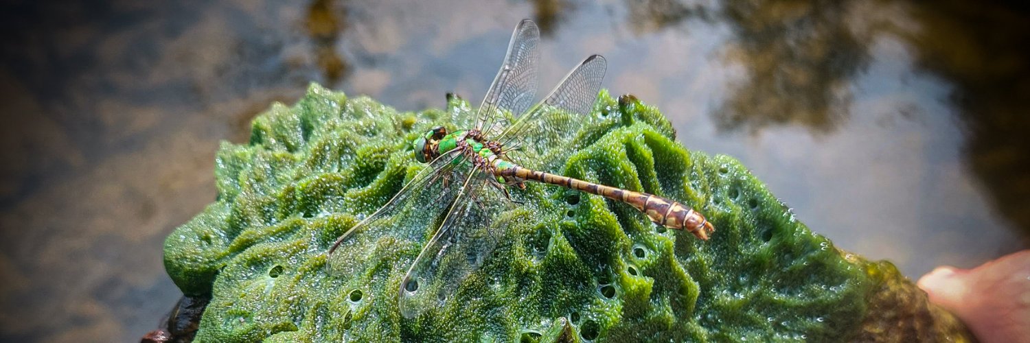 Freshwater Sponge Research banner