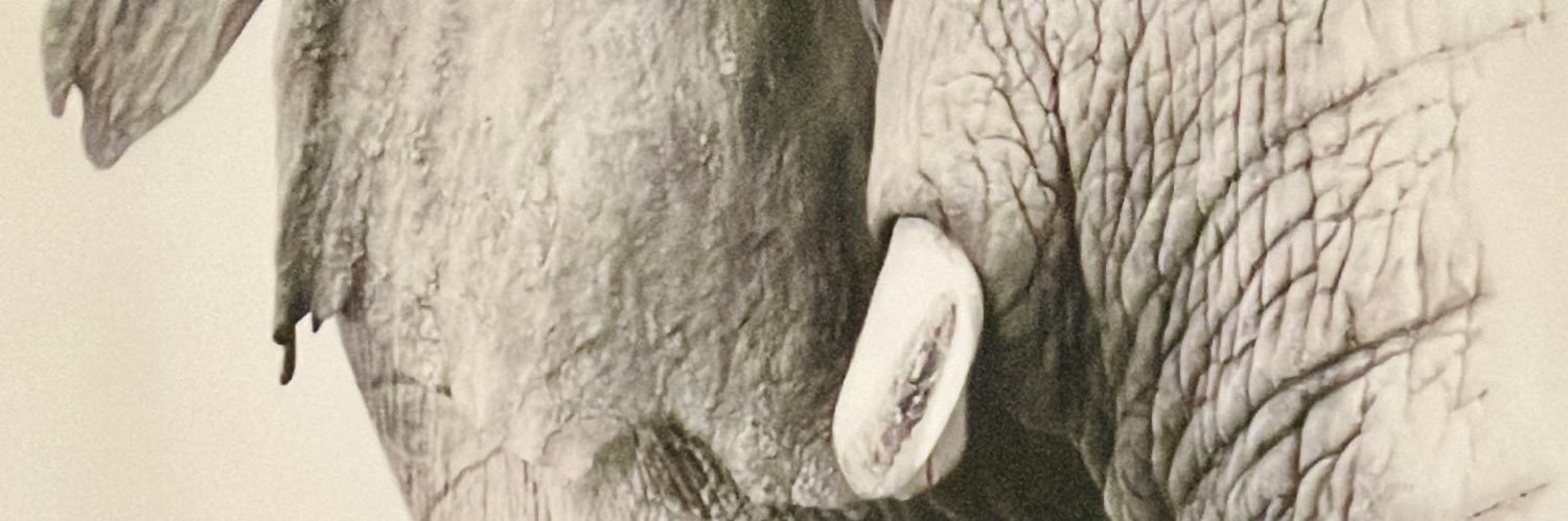 bervigracia's profile banner image