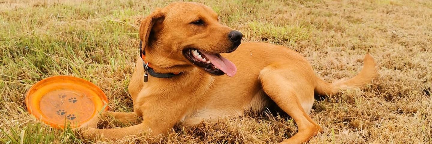 Rebecca Spence banner