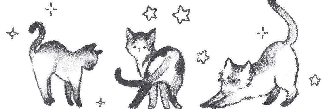 ⋆˚꩜｡ Janis Coelho ⋆˚꩜｡ banner