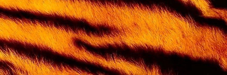 laiscom_acento's profile banner image